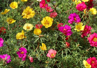 Picture of Natural Portulaca Flower Seeds - 25+ Pcs SeedS