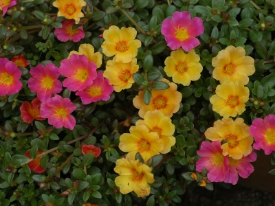 Picture of Natural Portulaca Flower Seeds - 25+ Pcs SeedS