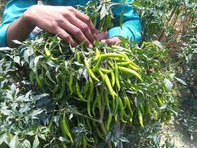 Picture of Global Long Spicy Green Chili SeedS  - 20 Pcs SeedS
