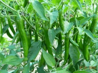Picture of Global Long Spicy Green Chili SeedS  - 20 Pcs SeedS