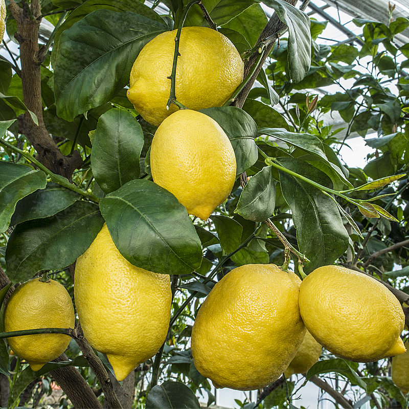 Picture of Global Dwarf Lemon Tree Seeds - 10 Pcs SeedS