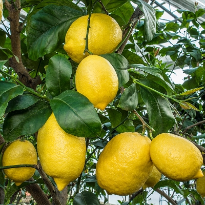 Picture of Global Dwarf Lemon Tree Seeds - 10 Pcs SeedS