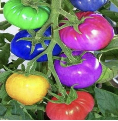 Picture of Organic Mixed Colour Rainbow Tomato Bonsai Seeds - 20+ Pcs SeedS