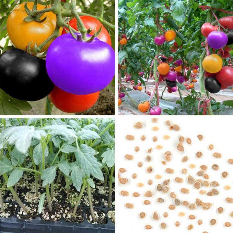 Picture of Organic Mixed Colour Rainbow Tomato Bonsai Seeds - 20+ Pcs SeedS