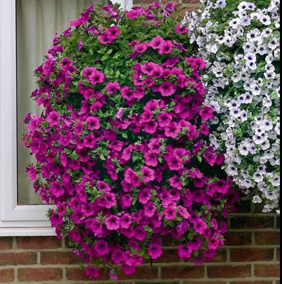 Picture of 30 PcsAll Season Petunia Flower Seeds - 30 Pcs SeedS