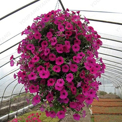 Picture of 30 PcsAll Season Petunia Flower Seeds - 30 Pcs SeedS
