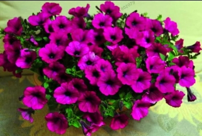 Picture of 30 PcsAll Season Petunia Flower Seeds - 30 Pcs SeedS