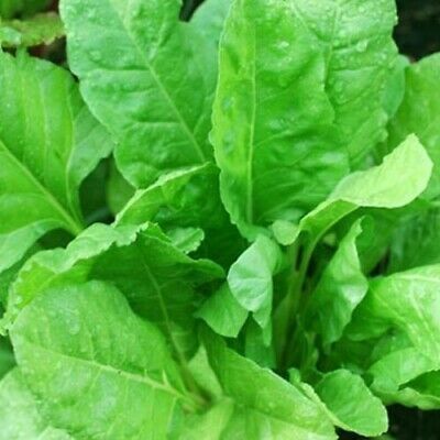 Picture of organic Spinach / Palong Shak SeedS - 50Pcs Seeds