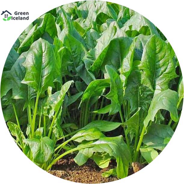 Picture of organic Spinach / Palong Shak SeedS - 50Pcs Seeds