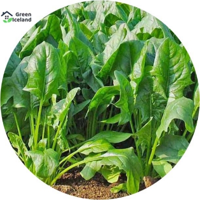 Picture of organic Spinach / Palong Shak SeedS - 50Pcs Seeds
