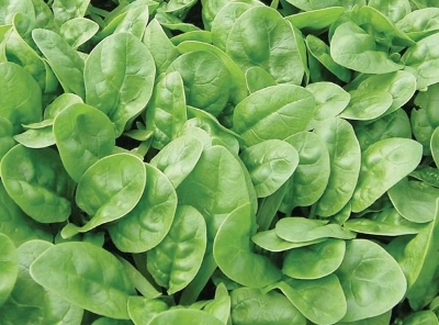 Picture of organic Spinach / Palong Shak SeedS - 50Pcs Seeds