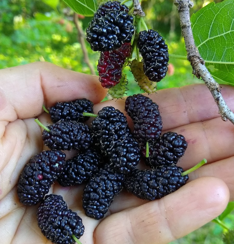 Picture of Rare 20 Pcs Black Mulberry Seeds - 20 Pcs SeedS