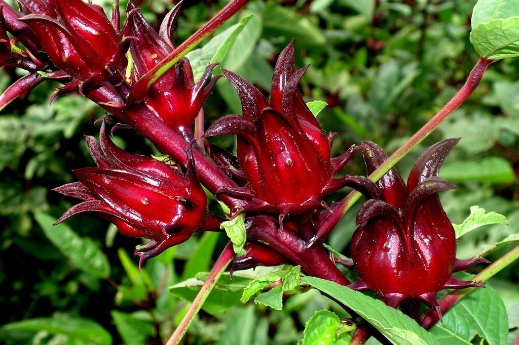Picture of Roselle Chinese Herb Plant SeedS - 15 Pcs SeedS (Global Seeds)