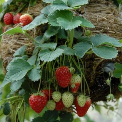 Picture of Gaint strawberry SeedS - 30 Pcs SeedS