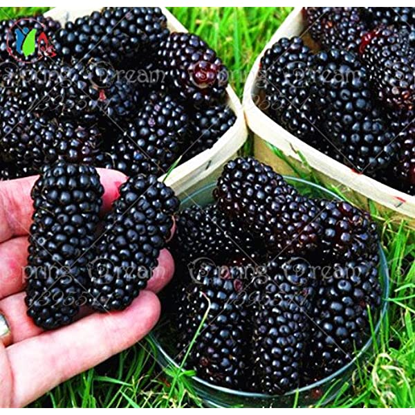 Picture of Rare 30 Pcs Black Mulberry Seeds - 30 Pcs SeedS