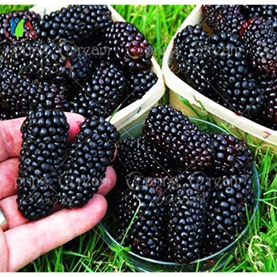 Picture of Rare 30 Pcs Black Mulberry Seeds - 30 Pcs SeedS