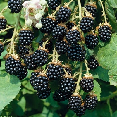 Picture of Rare 30 Pcs Black Mulberry Seeds - 30 Pcs SeedS
