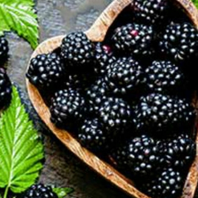 Picture of Rare 30 Pcs Black Mulberry Seeds - 30 Pcs SeedS