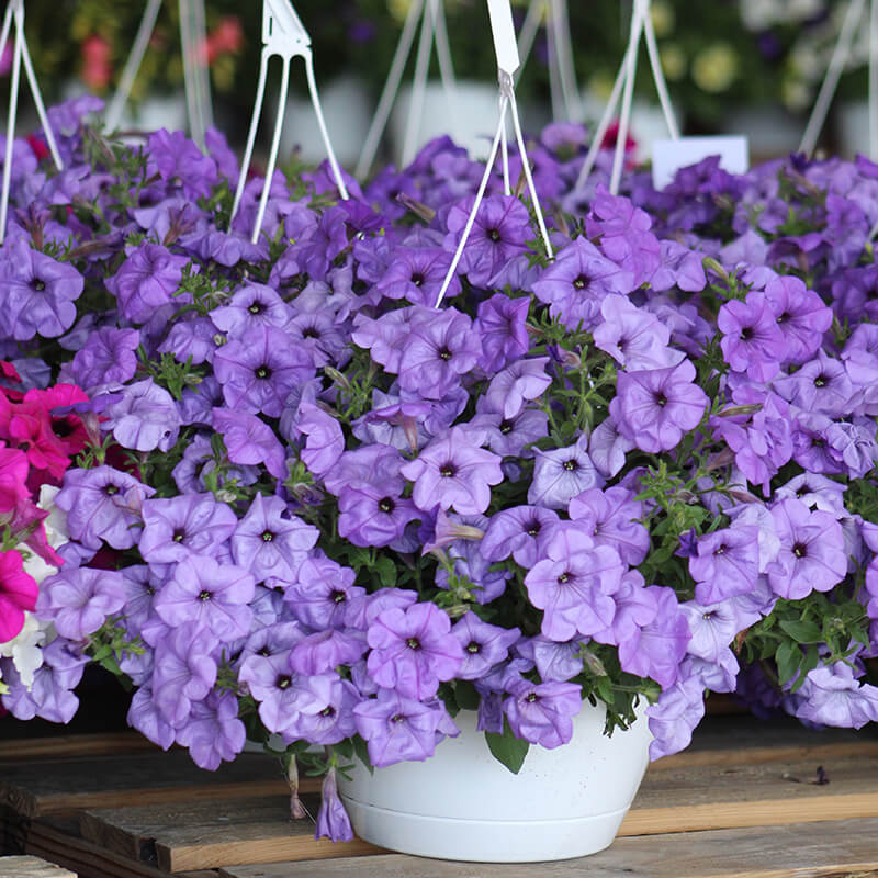 Picture of 30+ PcsAll Season Petunia Flower SeedS