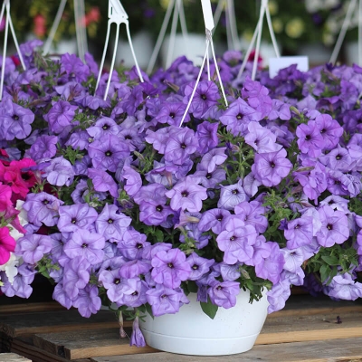 Picture of 30+ PcsAll Season Petunia Flower SeedS