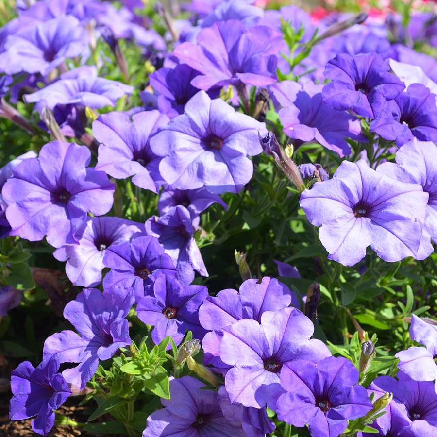 Picture of 30+ PcsAll Season Petunia Flower SeedS