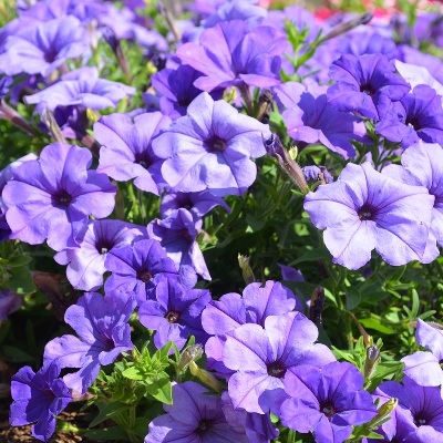 Picture of 30+ PcsAll Season Petunia Flower SeedS