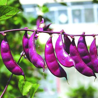 Picture of 10 Pcs Natural Bean Seeds