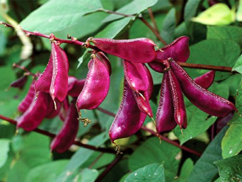 Picture of 10 Pcs Natural Bean Seeds