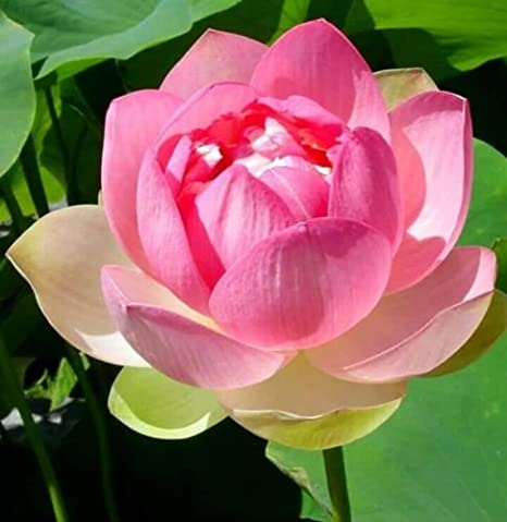 Picture of All Season Pink Lotus SeedS  - 5 Pcs Seeds-