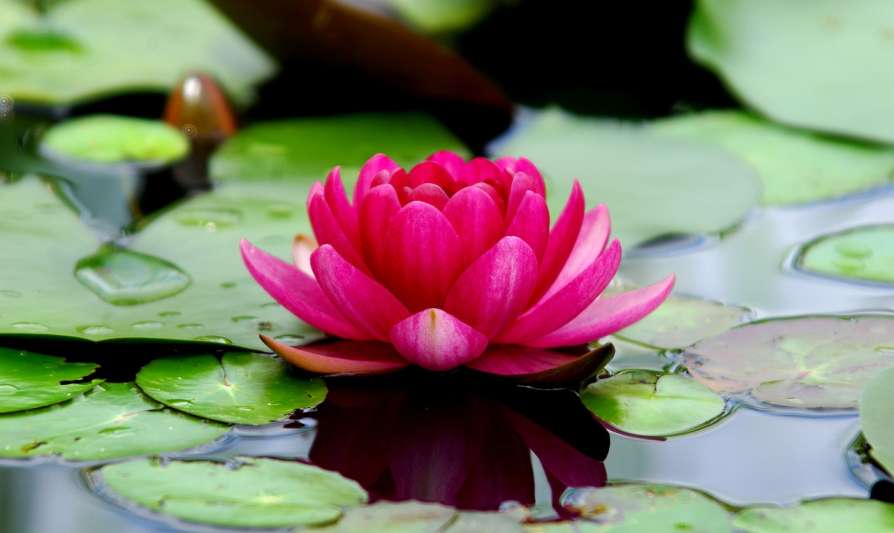 Picture of All Season Pink Lotus SeedS  - 5 Pcs Seeds-