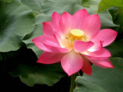 Picture of All Season Pink Lotus SeedS  - 5 Pcs Seeds-