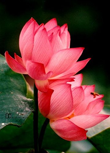Picture of All Season Pink Lotus SeedS  - 5 Pcs Seeds-
