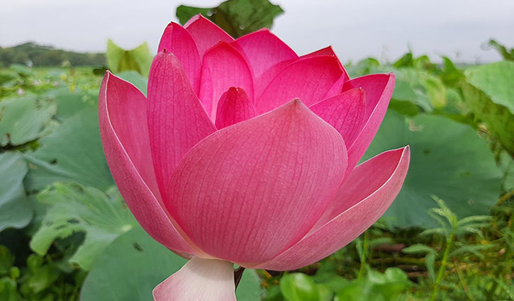 Picture of All Season Pink Lotus SeedS  - 5 Pcs Seeds-
