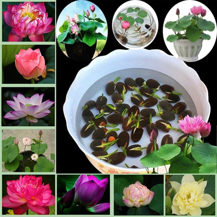 Picture of All Season Rainbow Lotus Seeds - 5 Pcs SeedS*