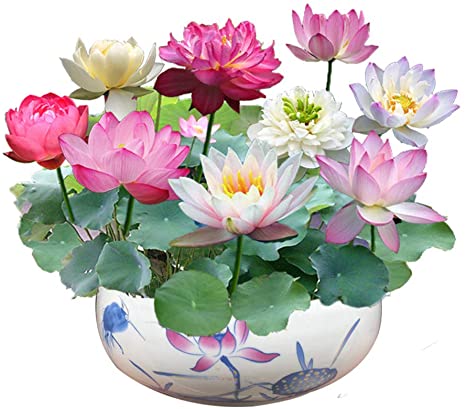 Picture of All Season Rainbow Lotus Seeds - 5 Pcs SeedS*