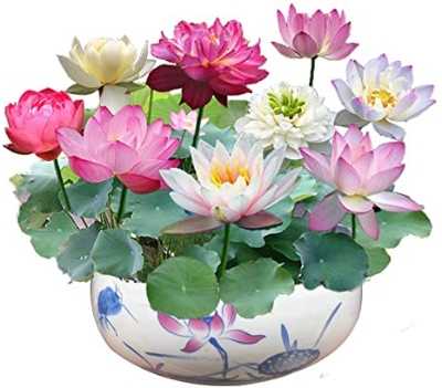 Picture of All Season Rainbow Lotus Seeds - 5 Pcs SeedS*