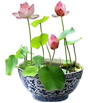 Picture of All Season Rainbow Lotus Seeds - 5 Pcs SeedS*