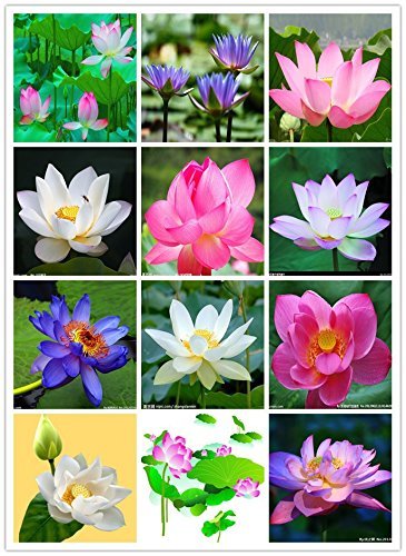 Picture of All Season Rainbow Lotus Seeds - 5 Pcs SeedS*