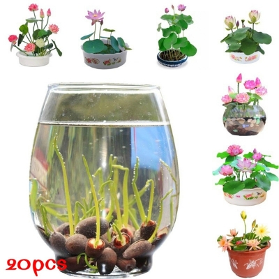 Picture of All Season Rainbow Lotus Seeds - 5 Pcs SeedS*