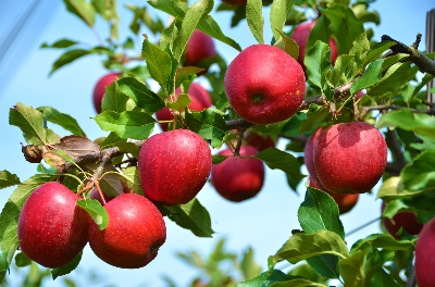 Picture of Global Apple Seeds - 15 Pcs SeedS
