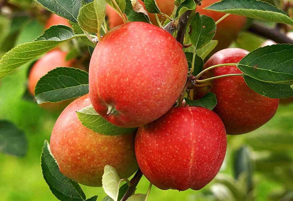 Picture of Global Apple Seeds - 15 Pcs SeedS