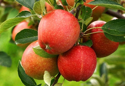 Picture of Global Apple Seeds - 15 Pcs SeedS