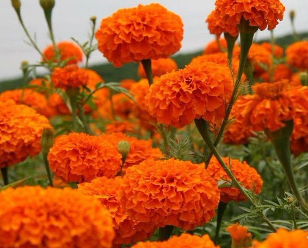 Picture of Marigold Flower Bonsai Seeds  - 20 Pcs SeedS