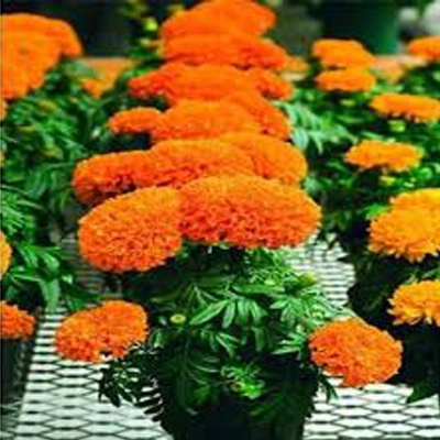 Picture of Marigold Flower Bonsai Seeds  - 20 Pcs SeedS