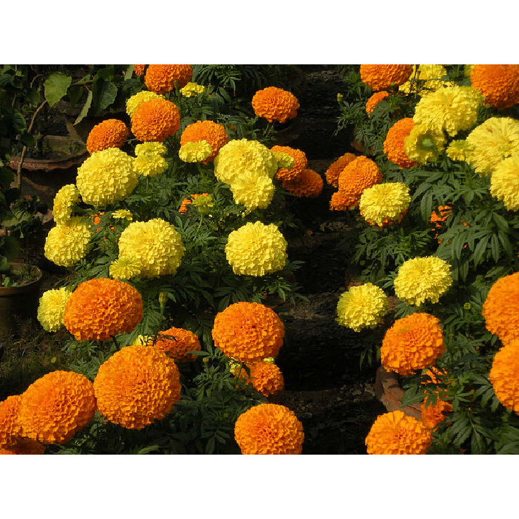 Picture of Marigold Flower Bonsai Seeds  - 20 Pcs SeedS
