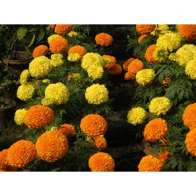 Picture of Marigold Flower Bonsai Seeds  - 20 Pcs SeedS