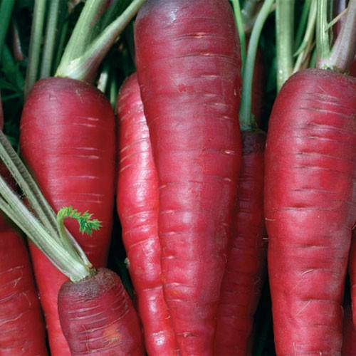 Picture of Natural Red Carrot Seeds  - 50 Pcs SeedS