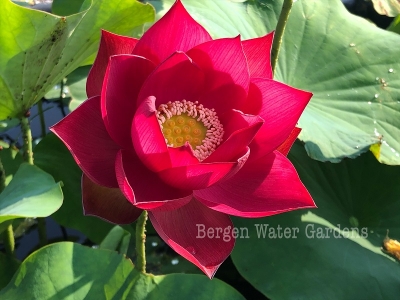 Picture of All Season pure Red Bonsai Lotus Seeds  - 5 Pcs SeedS