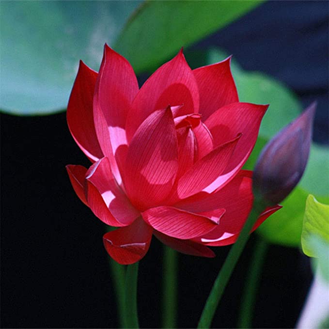 Picture of All Season pure Red Bonsai Lotus Seeds  - 5 Pcs SeedS