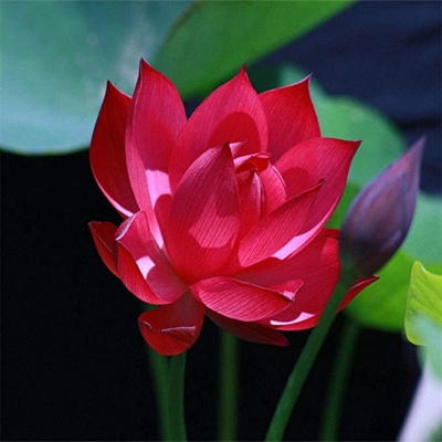 Picture of All Season pure Red Bonsai Lotus Seeds  - 5 Pcs SeedS